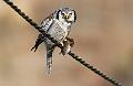 Haukugle - Northern Hawk Owl (Surnia ulula)